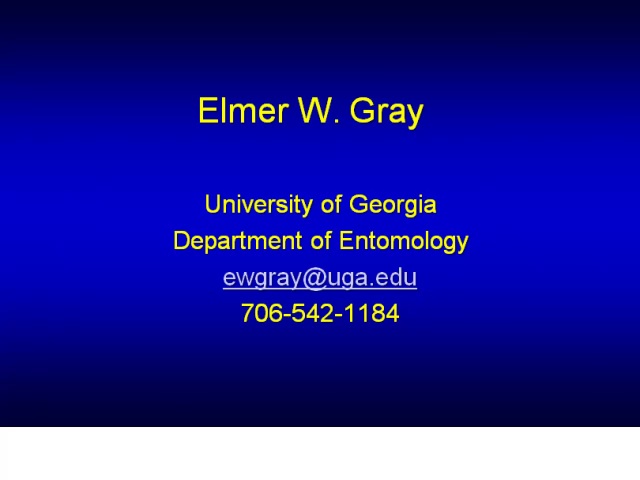 Cat 41 Review Elmer Gray